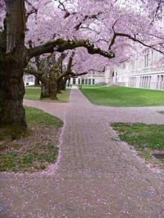 the walkway is lined with pink flowers and trees in front of a large white building