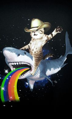 a cat in a cowboy hat riding on top of a shark