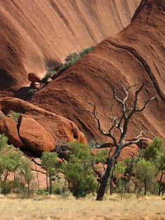 a lone tree in the middle of an area with large rocks