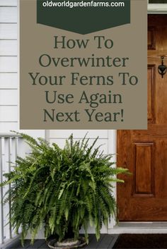 a front door with the words how to overwinter your ferns to use again next year