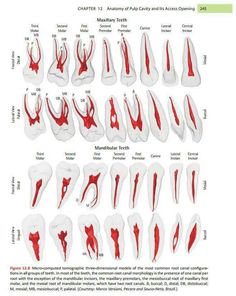 Teeth Anatomy