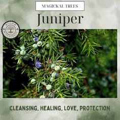 Willow Witchcraft Juniper Witchcraft, Willow Tree Spiritual Meaning, Mugwort Witchcraft, Willow Magical Properties, Motherwort Magical Properties, Witchy Garden, Kitchen Witchery, Magic Herbs