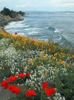 red and white flowers are growing on the cliff by the ocean