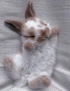 a small white and brown rabbit laying on its back