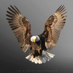 an eagle is flying in the air with its wings spread out and it's talon extended