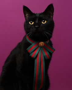 a black cat wearing a red and green ribbon around its neck