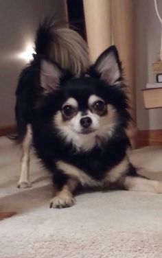 a small black and white dog sitting on the floor