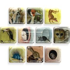 six square glass magnets with pictures of animals and birds