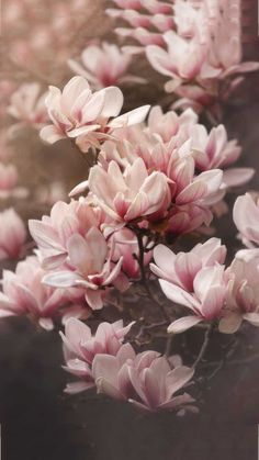 pink flowers are blooming on the tree