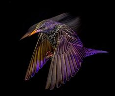 a colorful bird flying in the air with its wings spread