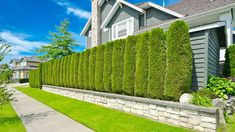 a house with a large hedge next to it