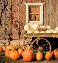 pumpkins and gourds sit in front of an old wooden wagon with windows