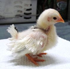 a small white chicken standing on top of a table