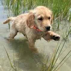 a wet dog standing in the water with his paw up to its mouth and looking at the camera