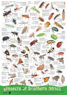 an insect poster with many different types of bugs