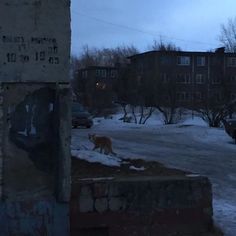 a cat is standing in the snow near some buildings