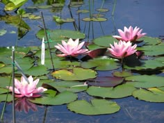 pink water lilies are floating in the pond