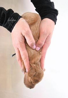 a person holding a dog in their hands