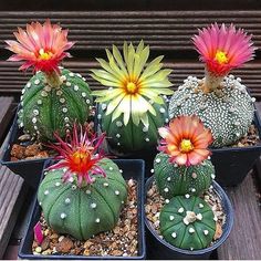 four different types of cactus in small pots