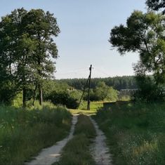 a dirt road surrounded by tall grass and trees