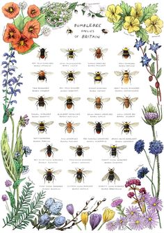 an illustration of bees and flowers with the names of them in each one's hands