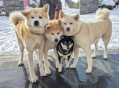 three dogs standing next to each other in the snow