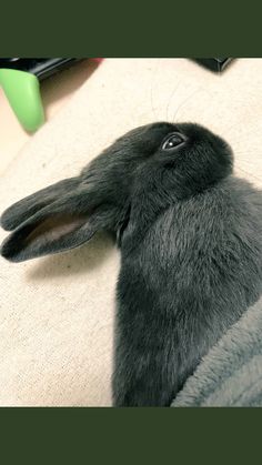 a black rabbit sitting on top of a bed next to a remote control and mouse