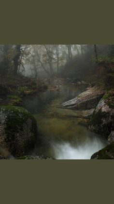 a small stream running through a forest filled with green mossy rocks and trees in the fog