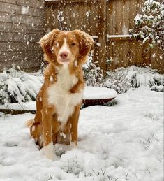 a brown and white dog sitting in the snow