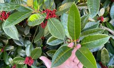 a hand reaching for berries on a tree