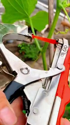 a person holding a pair of scissors in front of a plant