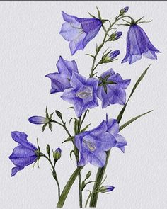 blue flowers are shown in this watercolor drawing