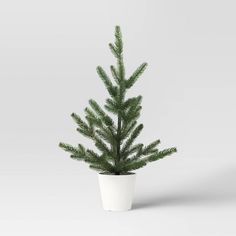 a small pine tree in a white pot