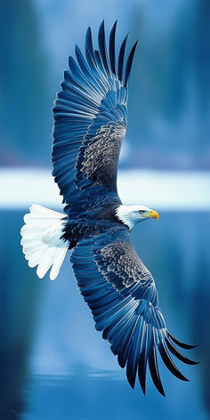 an eagle flying in the air with its wings spread out and it's reflection on the water