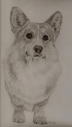 a pencil drawing of a corgi dog looking at the camera with an alert look on its face