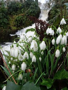 some white flowers are in front of a waterfall