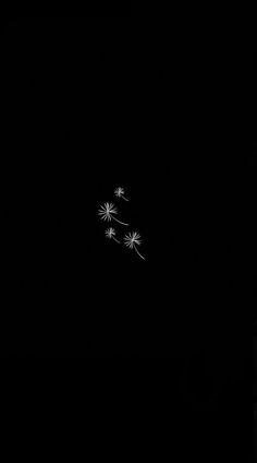 two dandelions in the dark on a black background