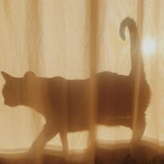 a cat standing on top of a window sill next to a curtain with the sun shining through it