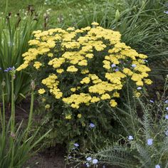 yellow and blue flowers are in the garden