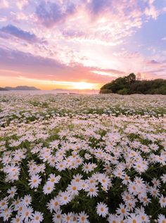 the sun is setting over a field of daisies