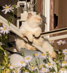 a white cat sitting on top of a metal rail next to flowers and power lines