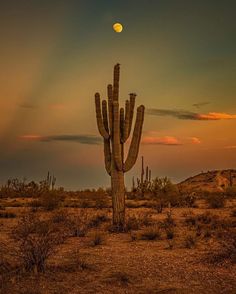 a large cactus in the middle of a desert at sunset with a full moon behind it