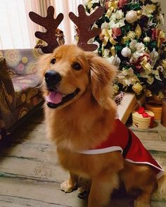 a brown dog wearing a red and white outfit sitting on the floor next to a christmas tree