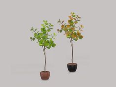 two small potted plants sitting next to each other on a white surface, one with green leaves and the other with yellow flowers