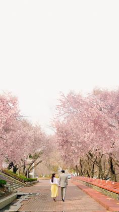 a man and woman walking down a path with cherry blossom trees lining both sides of the walkway