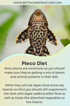 a close up of a bird on top of a plant with text describing the benefits of pleco diet