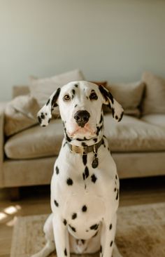 a dalmatian dog sitting in front of a couch