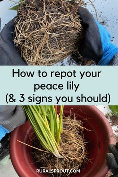 a potted plant with roots in it and the words how to report your peace lily & 3 signs you should