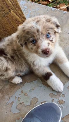 a puppy with blue eyes laying on the ground