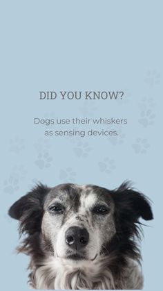 a dog is looking at the camera with an ad in front of it that says, did you know? dogs use their whiskers as sending devices